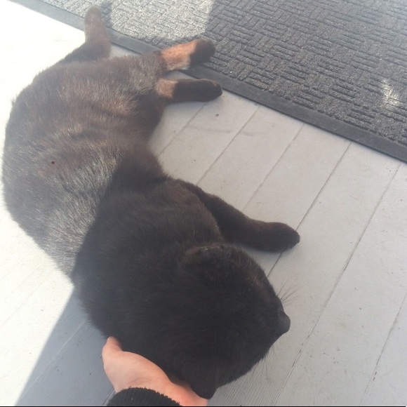 All $ made here helps Stray Cats:) - Picture 2 of 2